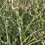 Limonium carolinianum Кора