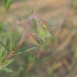 Fumana viridis Flower