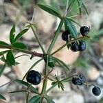 Rubia peregrina Fruit