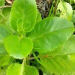 Kalanchoe densiflora Blatt