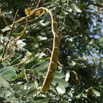 Senna siamea Fruit