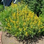 Baptisia sphaerocarpa Habit