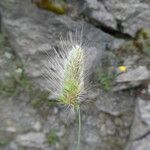 Cynosurus echinatus Flower