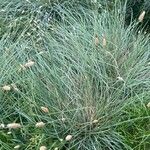 Sesleria nitida Leaf