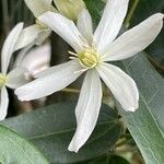 Clematis armandi Flor