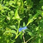 Commelina latifolia Blad