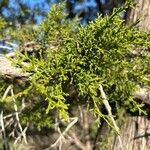 Juniperus pinchotii പുഷ്പം