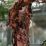 Polylepis australis Corteza