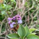 Syringa persica Kukka