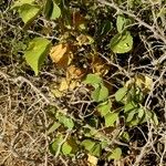 Abutilon pannosum Habitus