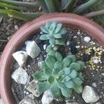 Echeveria minima Ліст