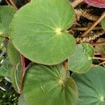 Begonia acetosa Hoja