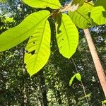 Porterandia anisophylla Hoja