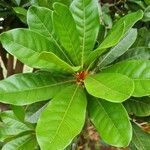 Pouteria lucuma Blatt