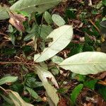 Anthonotha macrophylla Leaf