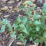 Patellifolia procumbens Blad