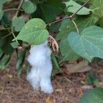 Gossypium herbaceum Mbuma