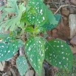 Hypoestes phyllostachyaLeaf