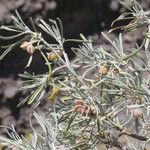 Cneorum pulverulentum फल