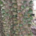 Alluaudia ascendens Hoja