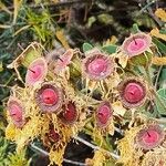 Angophora hispida Vrucht