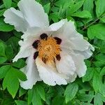 Paeonia rockiiКвітка