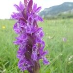 Dactylorhiza incarnata Kukka