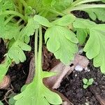 Papaver nudicaule List