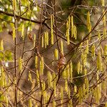 Corylus avellana Flor