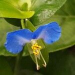 Commelina communis Flor