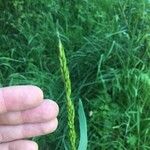 Elymus caninus പുഷ്പം