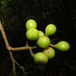 Meliosma glabrata Fruit