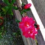 Ipomoea horsfalliae Fleur