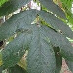 Cordia nodosa Blatt