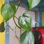 Philodendron hederaceumLeht