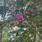 Bauhinia purpureaFlower