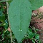 Plumbago indica Blad