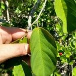 Dalbergia ecastaphyllum Leaf