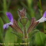 Salvia viridis Flower