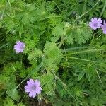 Geranium pyrenaicumBlüte