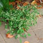 Lipandra polysperma عادت داشتن