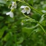 Cardamine amaraFiore