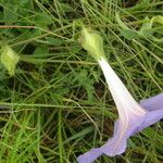 Ipomoea pubescens Kvet