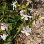 Saponaria officinalisFlower