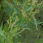 Rumex palustris 果實