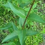 Silphium asteriscus Leaf