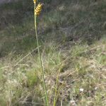 Carex liparocarpos Habit