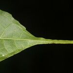 Sorocea affinis 樹皮