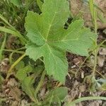 Heracleum sibiricumHostoa