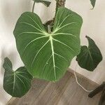 Philodendron gloriosum Fuelha